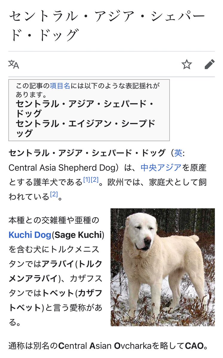ぶちくん、アラバイ犬に似てると思ってたので私の中ではセントラル・アジア・シェパード・ドッグ🐶ぶちくんは断耳断尾はしてないよ🫶
おっきい手足にモフモフ度高めで垂れ耳ブチ模様