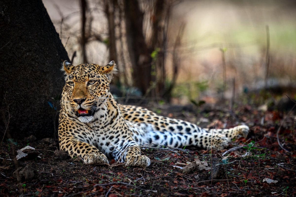 Sunshine through the trees - chill 😊