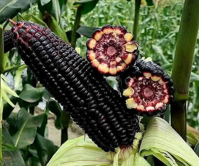 Is this for githeri or its made into posho for ugali or uji?