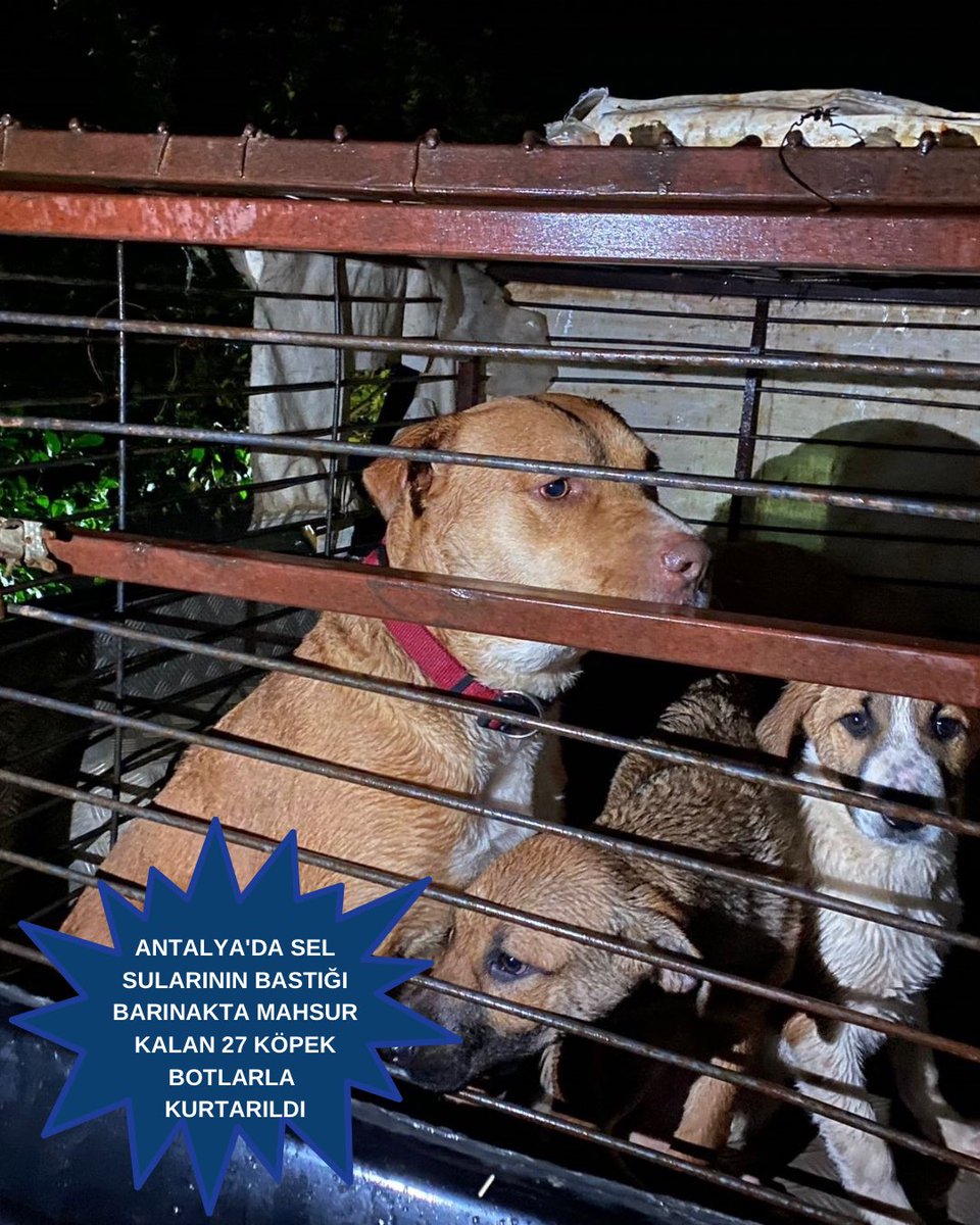 Antalya’da sağanak yağışlar sonrası Serik ilçesinde bulunan Köprüçay ırmağının debisini yükselmesi nedeniyle Boğazkent mahallesinde bulunan özel hayvan barınağını su bastı. Barınak sorumlularının ihbarı üzerine bölgeye polis ve arama kurtarma ekipleri sevk edildi.