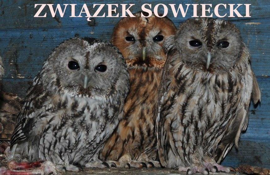 Piotr Zarzeczański (jego otyłość/jego otyłości) (@redaktorbs) on Twitter photo 