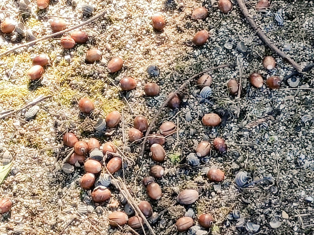 今日は公園でどんぐり拾ったりした🌰