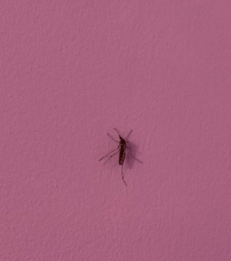 Mosquitoes in February, in Oxfordshire, in my bedroom are the bane of my life 😫