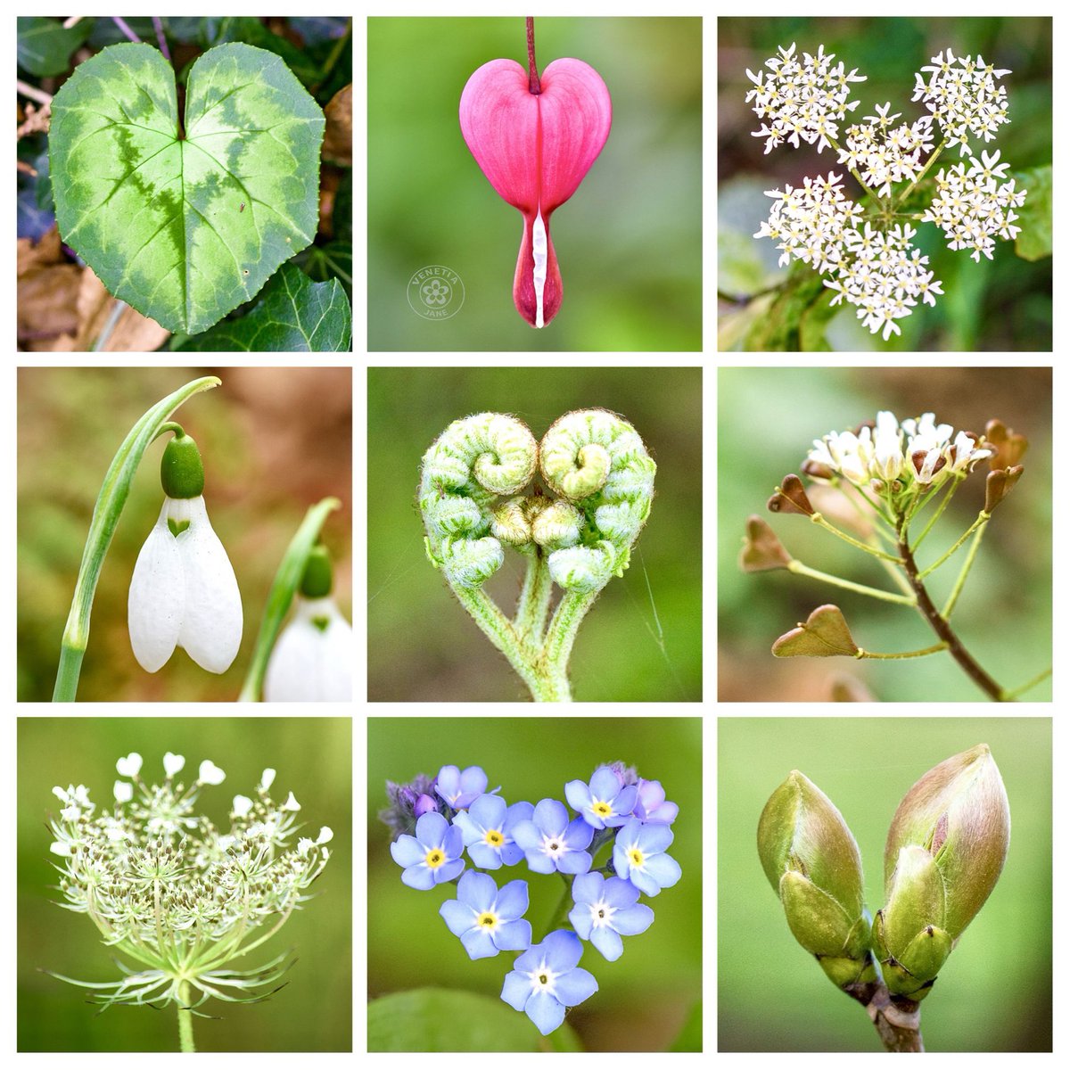 Hearts appear throughout the natural world, in leaves, flowers, seed pods and unfolding fronds. A small gathering of botanical hearts for St. Valentine’s Day. #ValentinesDay