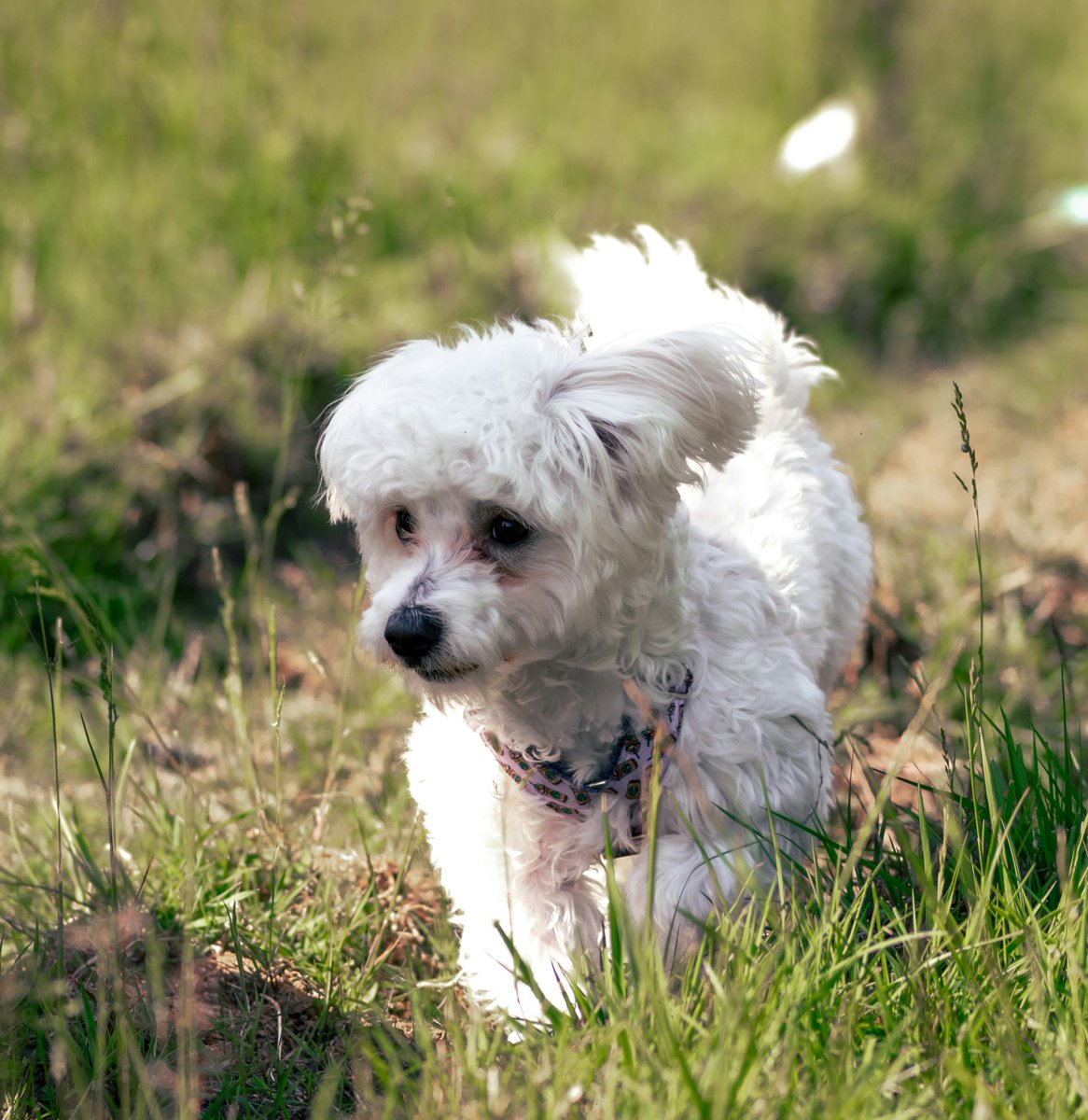 JayDevDixit354's tweet image. Alert: My official "tough guy" persona is temporarily suspended. This Doberman puppy just entered the chat and my brain literally broke from the cuteness. Future guard dog, current cuddle monster! 🥹🦴
#DobermanPup #TinyTerror #GuardDogInTraining #PuppyCuddles