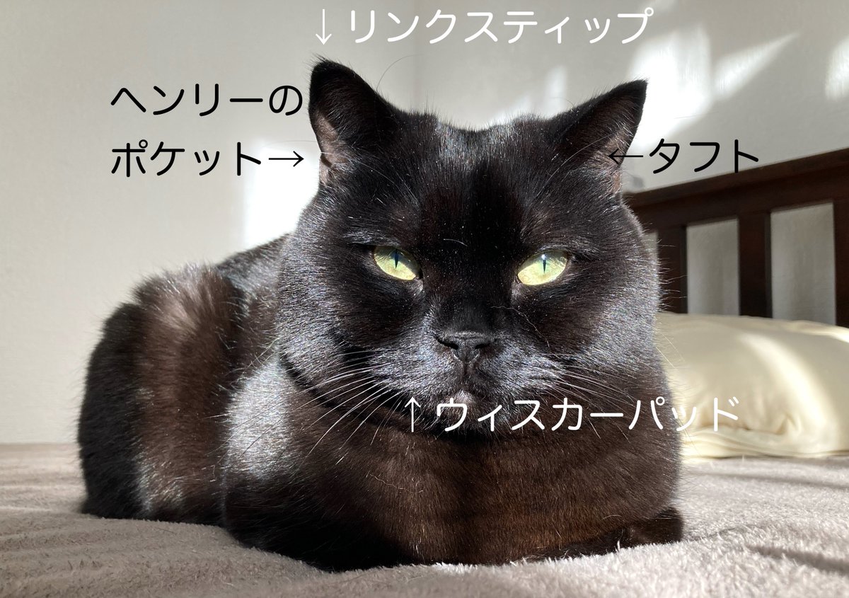 猫の部位の名称って改めて見るとなんかこう…刺さる人には刺さると思う。もちろん私はぶっ刺さる方です🐈‍⬛