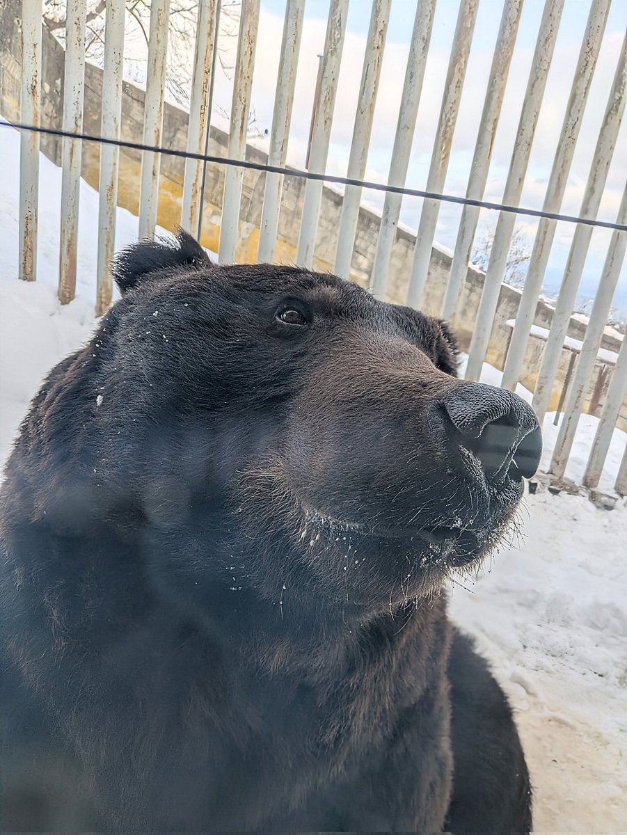 のぼりべつクマ牧場