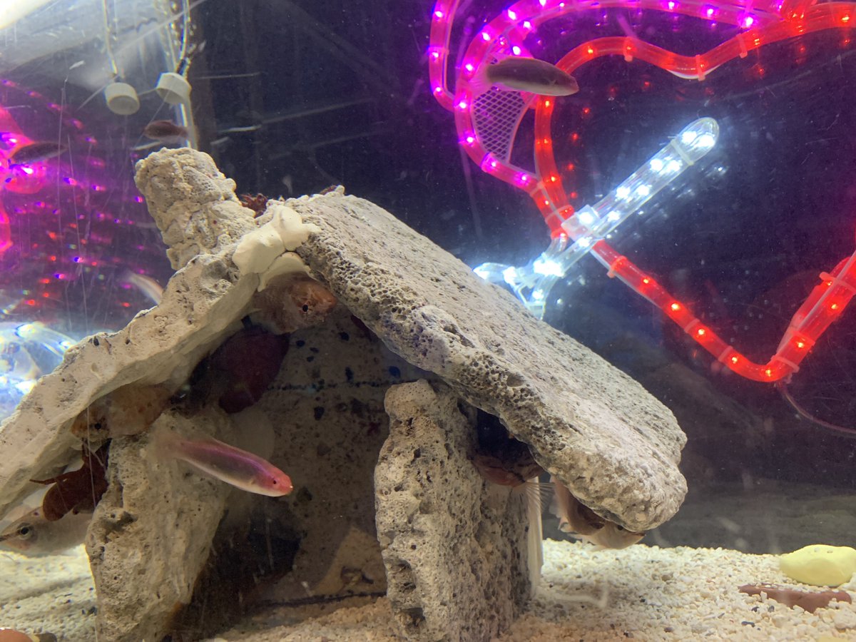 串本海中公園センター tweet media