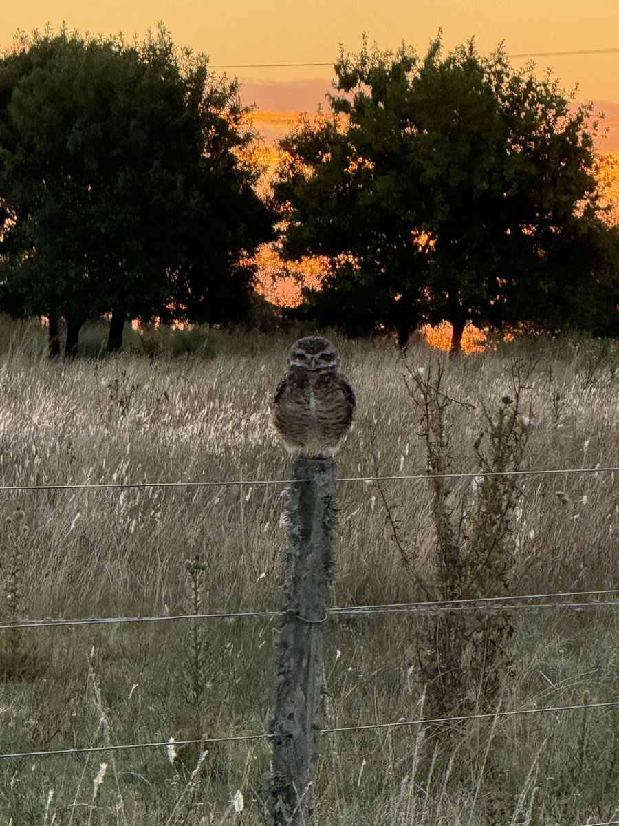 Vivoencharlone  tweet media