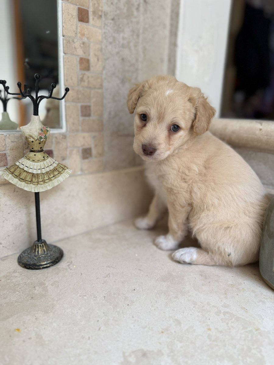 Alina_Gag's tweet image. Él es Olivo. Tiene dos meses. Pesa 2 kilos. Es macho. Es talla pequeña y está en adopción.

Da muchos besitos y es muy juguetón.

Si quieres adoptarlo, contesta este tuit

Está en la Ciudad de México 🤗