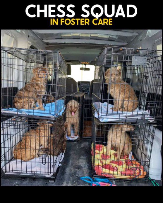 Amber, Belle & Kingston 🐾 tweet media