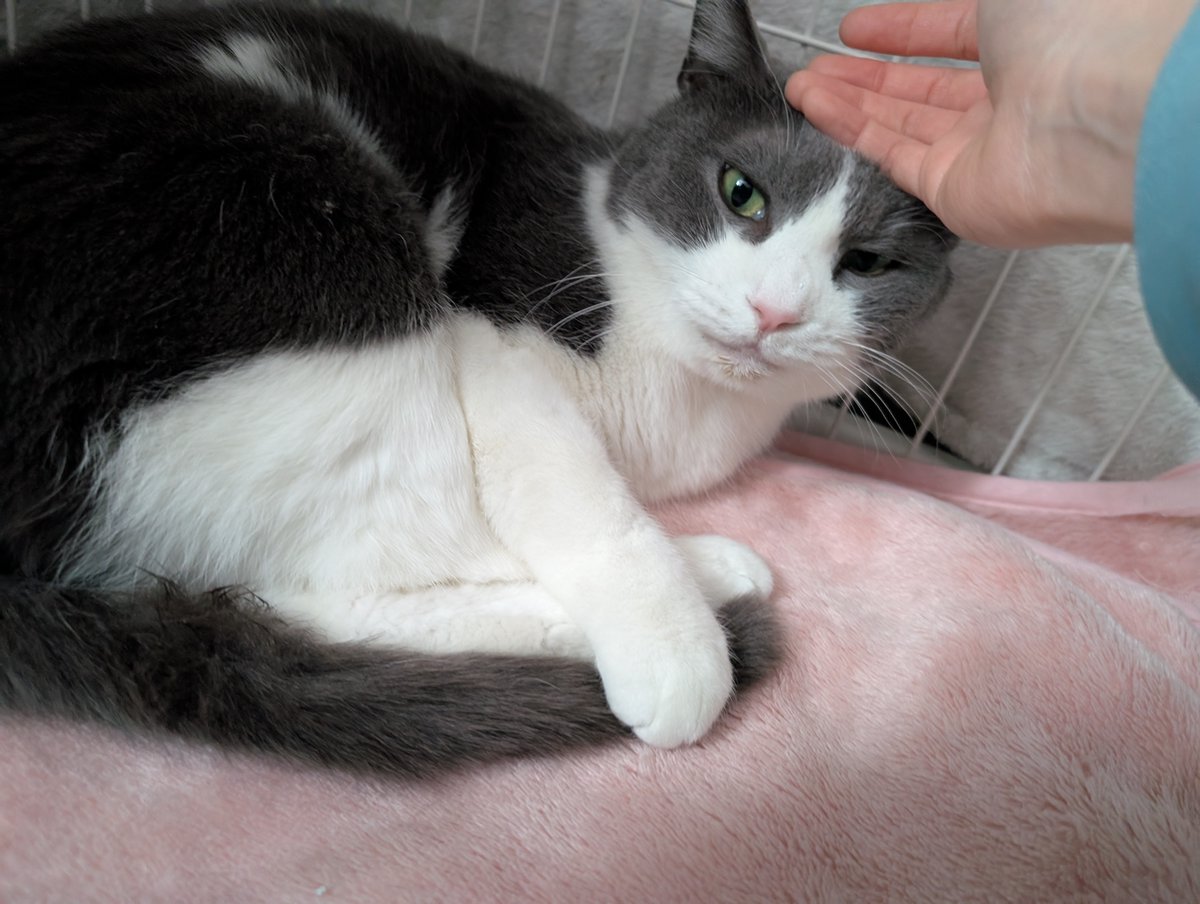 【スタッフの推し猫紹介by職員U】 
辛口シニアの「くもり」くんでしたが、徐々に環境になれて甘えるようになってくれ ました☁️💕。「なでてーっ」と身をゆだねてくれる姿がかわいいです。