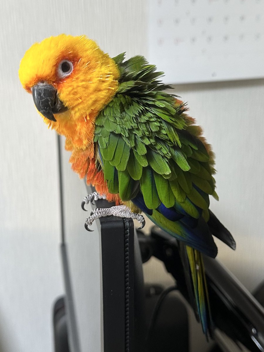 DevilSanty411's tweet photo. おはようございます😃

ブワッとしてなんかカッコいいモニです🥰🐦‍⬛❤︎

深夜の残業をなんとか乗り切ったので、土日はゆっくりしようと思います🏠
来週は土曜日休日出勤が待ってるし…😇

今日もよろしくお願いします🙇🏻‍♂️

皆さま良い週末を😊 https://t.co/otn1ZPGR6p