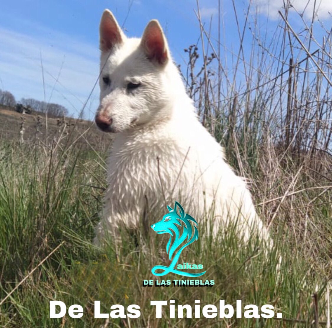 SpanishAlanos's tweet photo. Laika de Siberia Occidental. 

Loki de Las Tinieblas. https://t.co/oNC8Z04IEY