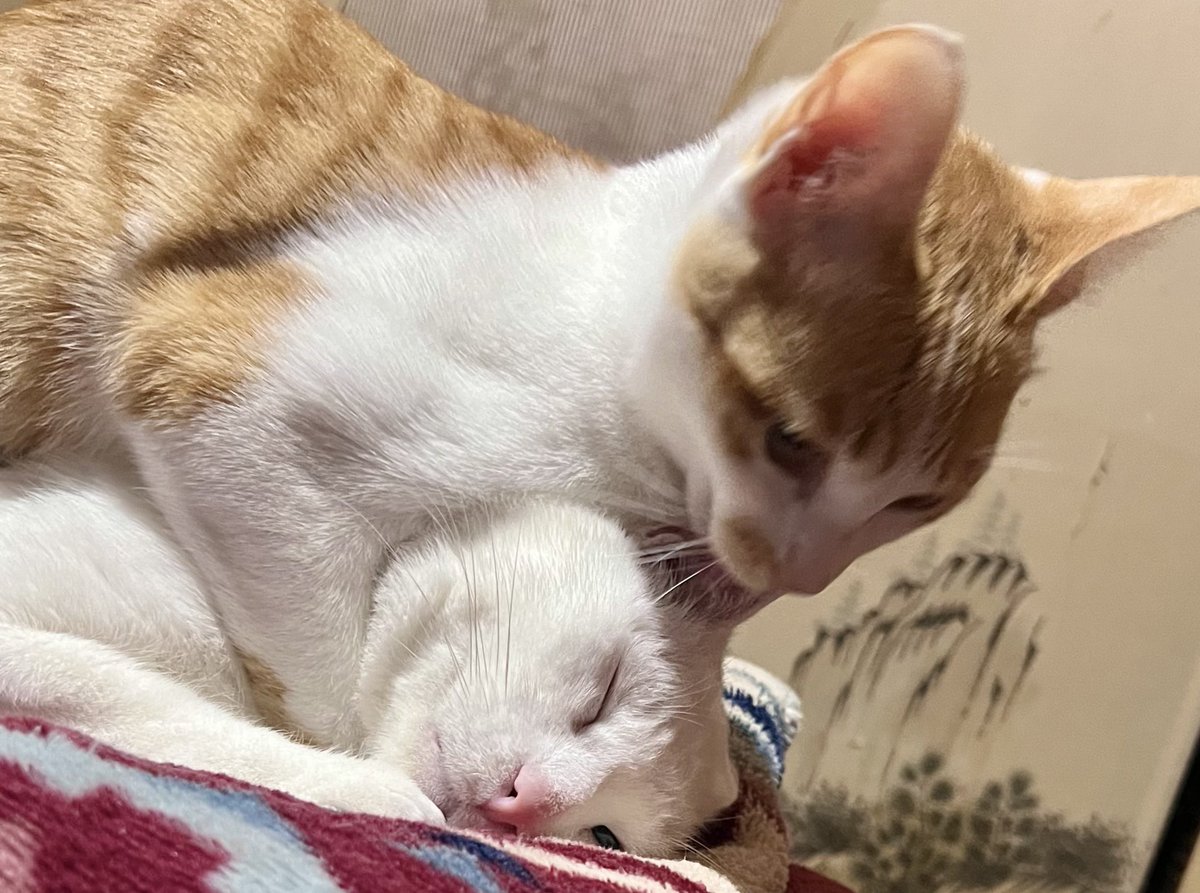 🐈「ｵｷﾃｰｵｷﾃｰｵｷﾃｰｵｷﾃｰｵｷﾃｰ
ｱｿﾎﾞｰｱｿﾎﾞｰｱｿﾎﾞｰｱｿﾎﾞｰｱｿﾎﾞｰ」