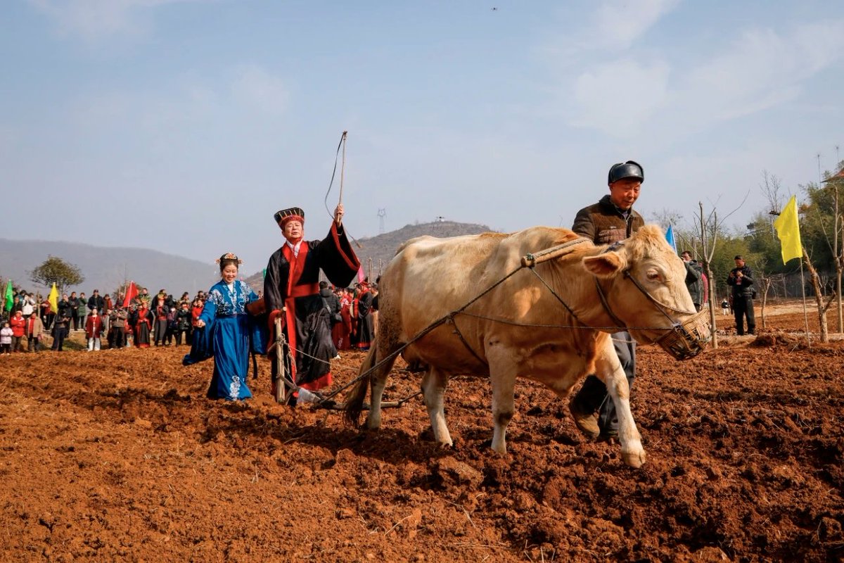 gentlemangaga5's tweet image. The countdown to spring has begun! 🌱 Just witnessed an incredible traditional ceremony where the "County Magistrate" and his "Lady" officially kicked off the spring plowing season. Such a beautiful way to honor our agricultural heritage! 🚜✨ #SpringBegins  #Henan #SpringPlowing