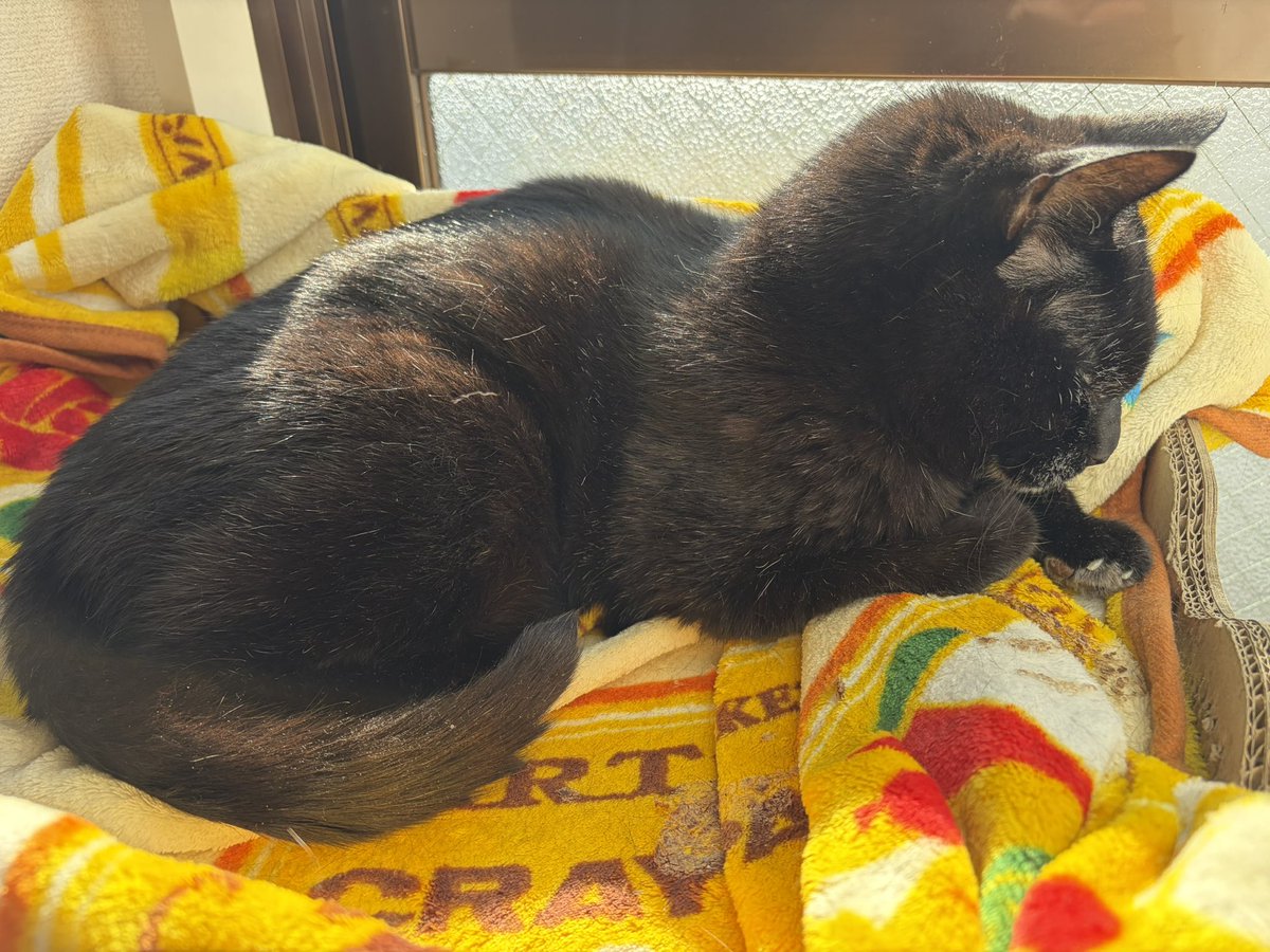 breisel's tweet image. 今日のにゃんこ