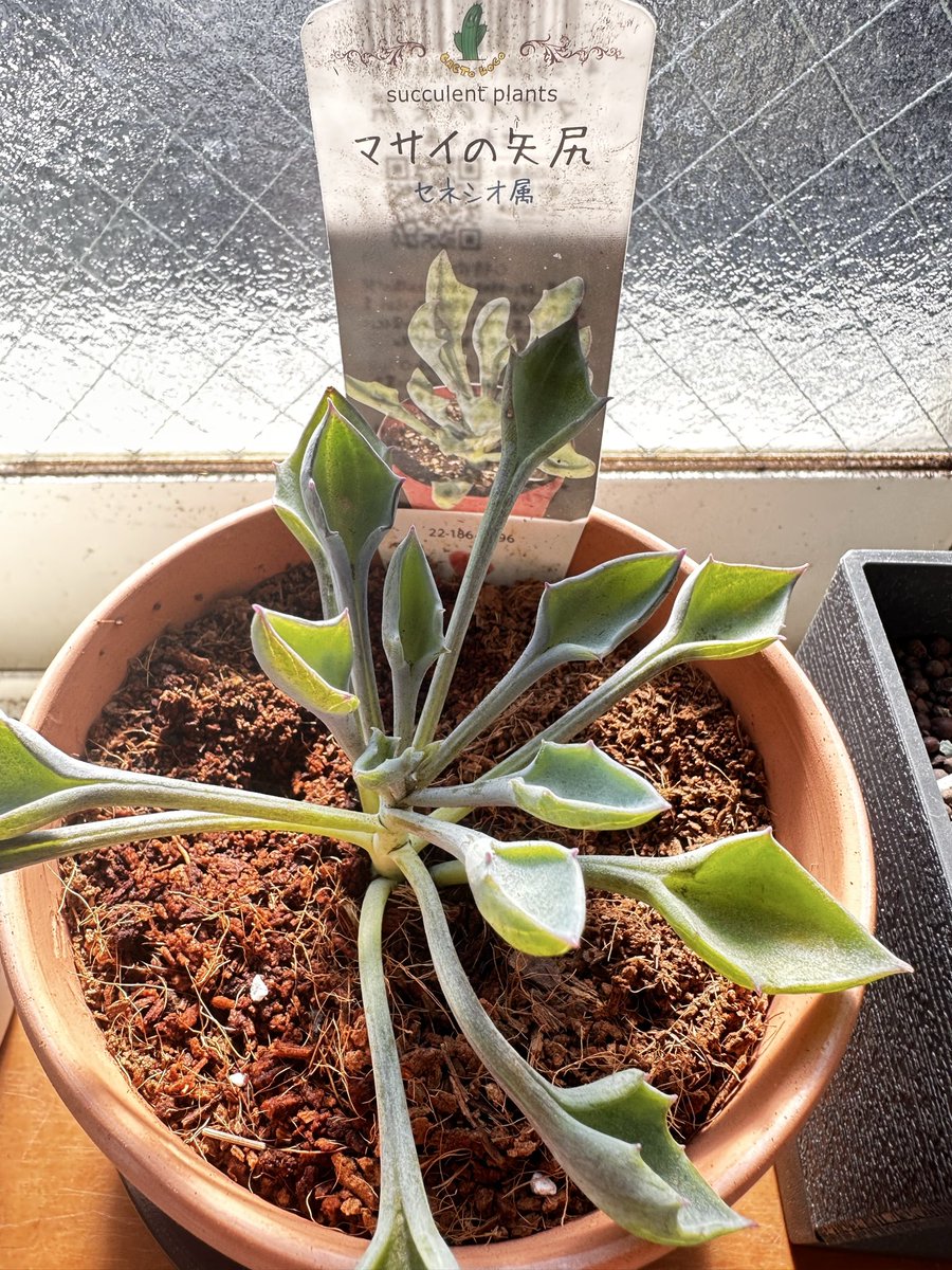 19195903's tweet photo. 昨日買った多肉植物です
マサイの矢尻
ふっくら娘
星の王子
です
なんか今どきになって植木(主に多肉植物)に沼ってます(´・ω・｀) https://t.co/pLIuGQ9QRI