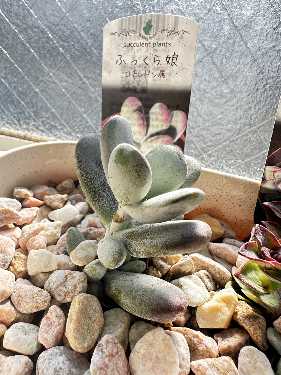 19195903's tweet photo. 昨日買った多肉植物です
マサイの矢尻
ふっくら娘
星の王子
です
なんか今どきになって植木(主に多肉植物)に沼ってます(´・ω・｀) https://t.co/pLIuGQ9QRI