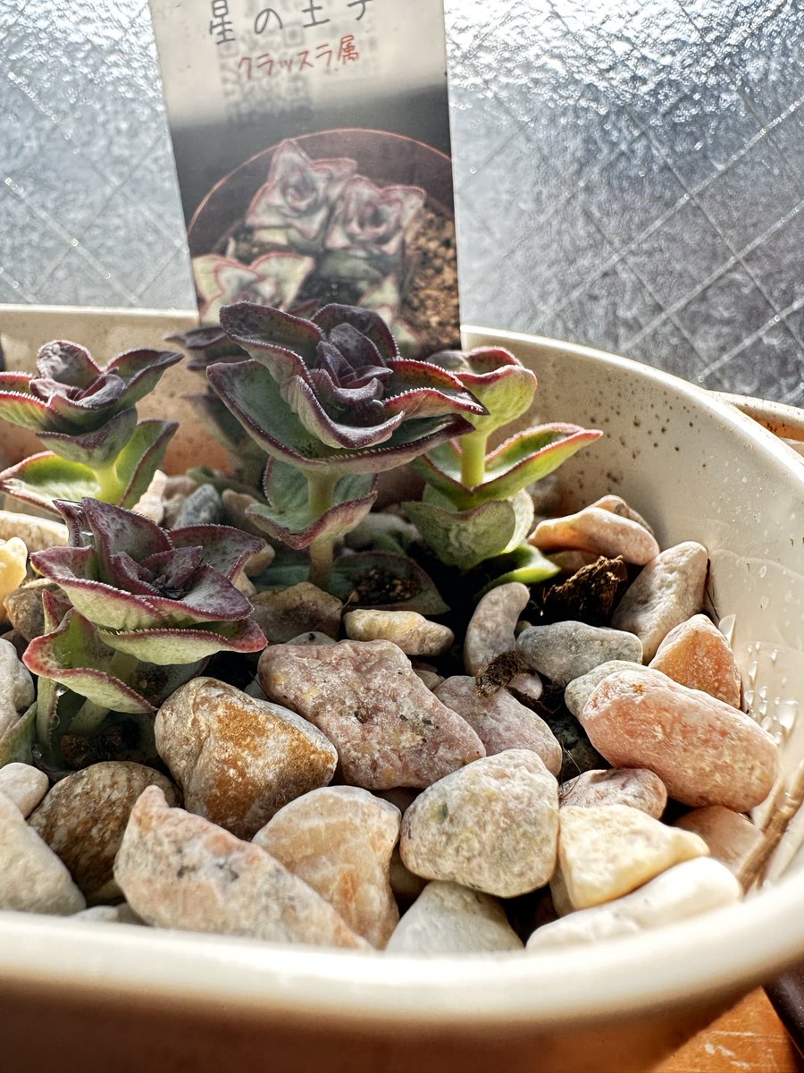 19195903's tweet photo. 昨日買った多肉植物です
マサイの矢尻
ふっくら娘
星の王子
です
なんか今どきになって植木(主に多肉植物)に沼ってます(´・ω・｀) https://t.co/pLIuGQ9QRI