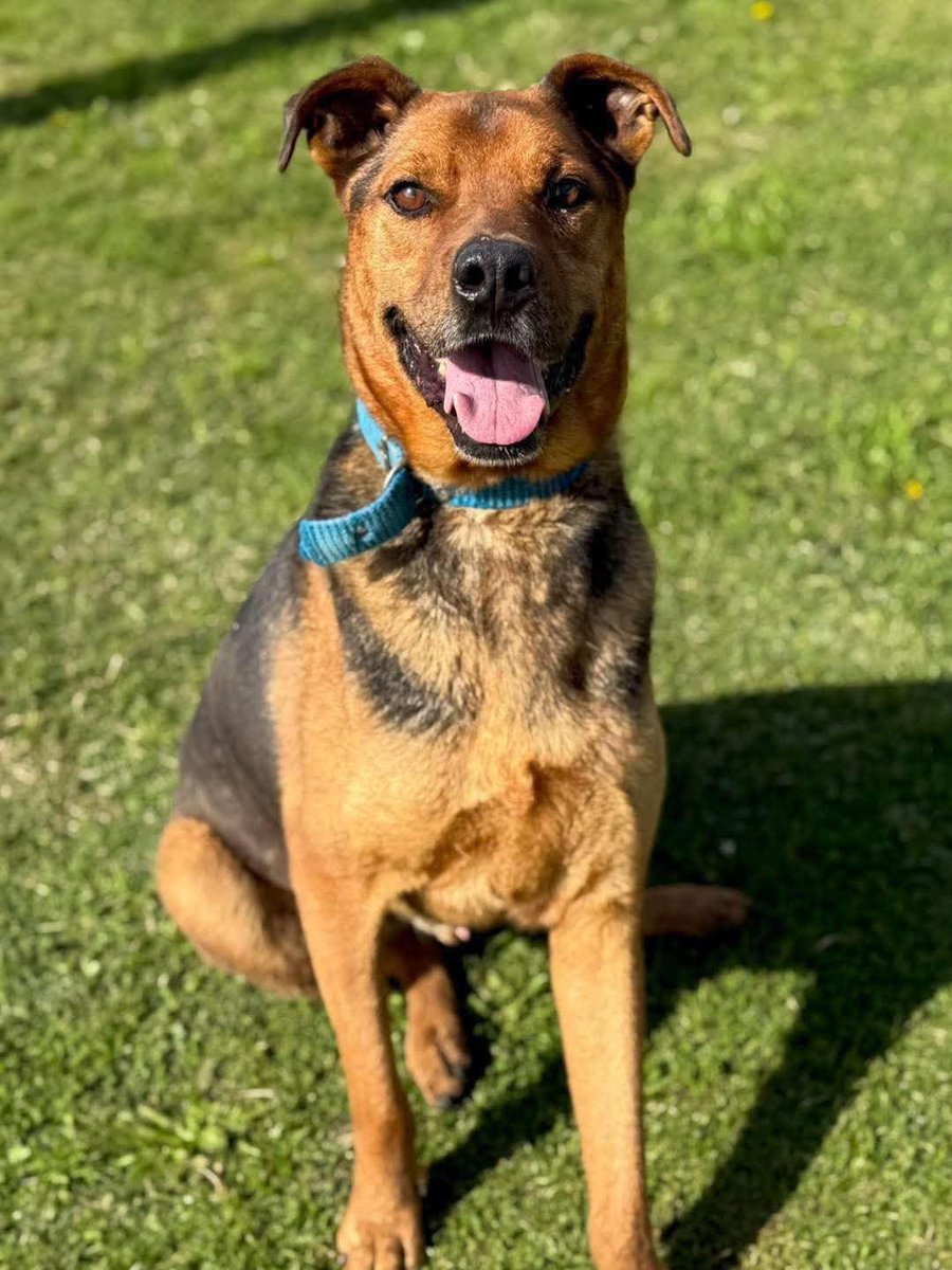 Giorgio creció en el refugio, pasó la vida en un canil. 💔 No es justo pasar la vida en el refu, él merece conocer el amor de una familia.
Es un perro grande, de esos que tienen tanto amor para dar, y te inundan de besos.
Enamorate y escribinos a adoptantesdelcampito@gmail.com🧡