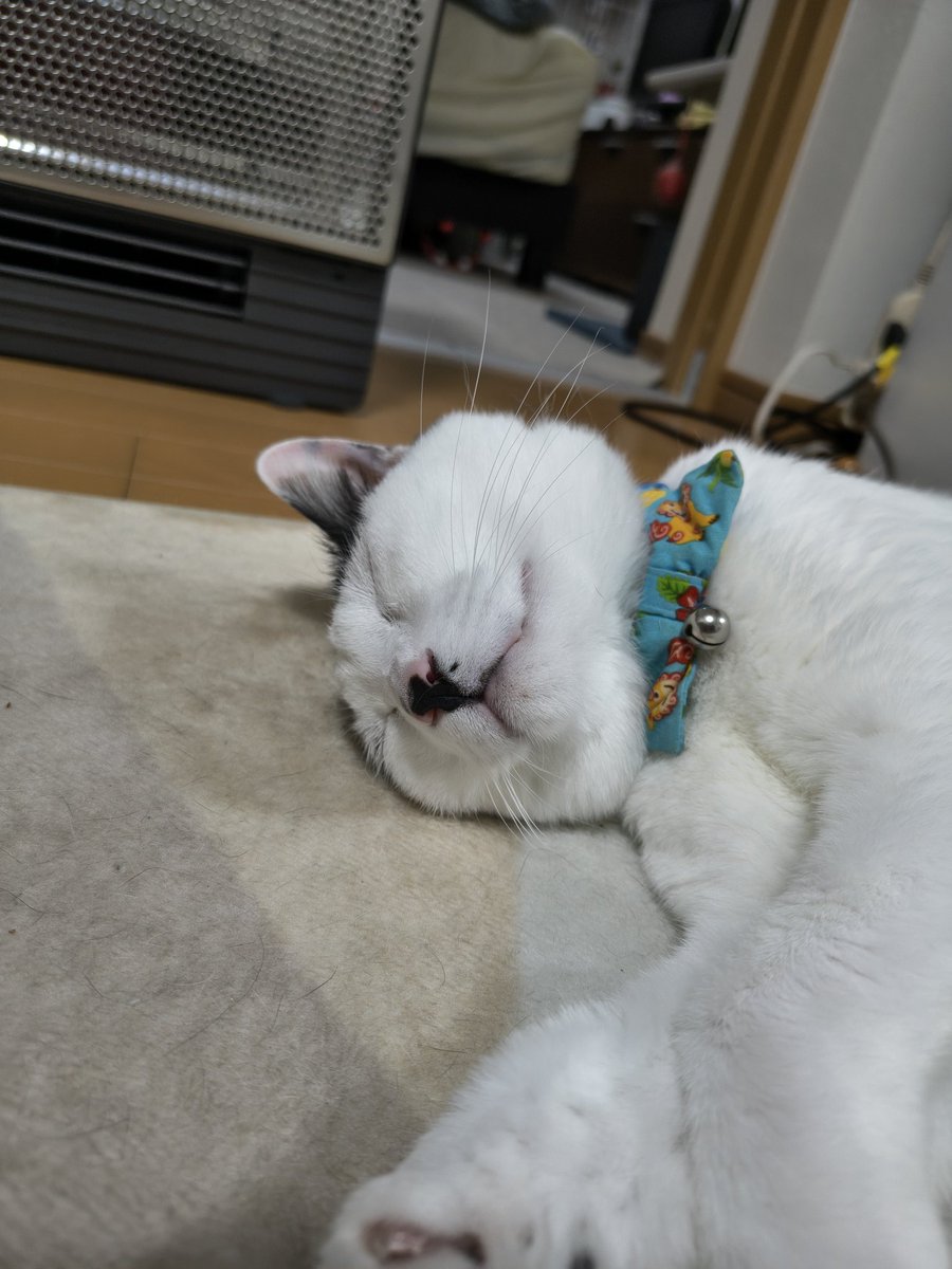 samaty_'s tweet photo. 今月の電気代やばいぐらい高かった…
でもこれだけ幸せそうな寝顔見れるならオッケーですなぁ_:(´ཀ`」 ∠):_ https://t.co/98IlOuD6cW