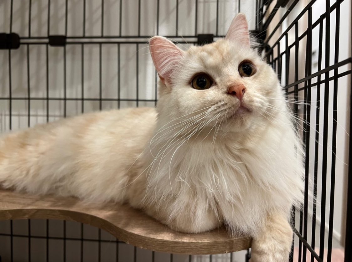 安藤奨馬 | シード特化VC 「TRUST SMITH & CAPITAL」代表🐴 tweet media