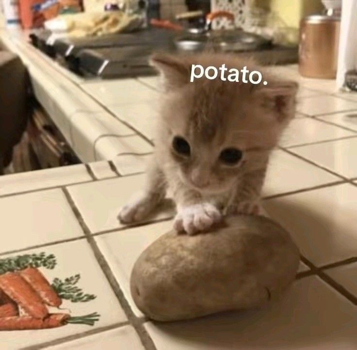 smol silly cat tweet media