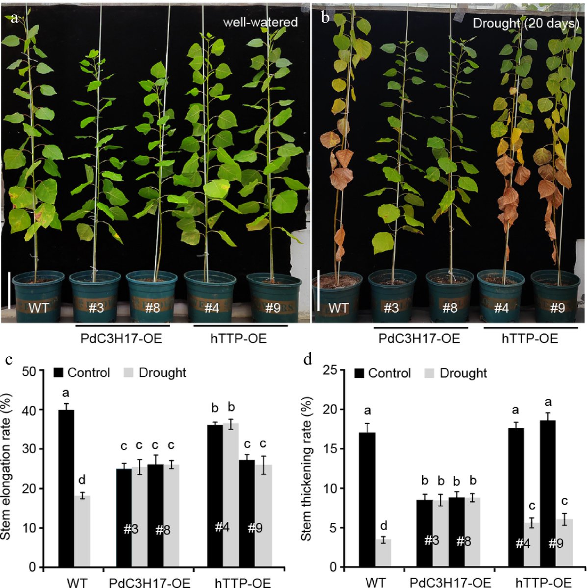 ForestryRes's tweet photo. #ForestryRes #ros #vessel #tolerance #xylem
Human TTP gene in poplar boosts xylem development and drought tolerance. Study reveals its role in plant growth, offering new insights into genetic improvement.
@MaximumAcademic @plantstress2050
Details: https://t.co/iMjMEkQNo0 https://t.co/CAbXFuzLn5