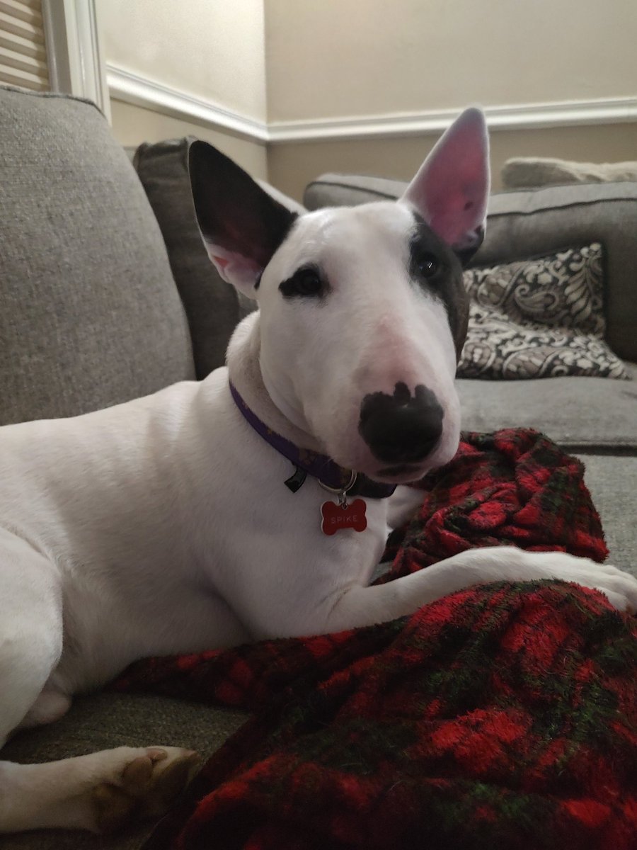 On TV it's the #Olympics and nothing else but reruns.  So we're going to watch a movie.  Just trying to decide.  Has anyone seen #SinnersMovie ?  Is it as good as they say?
#Spike #TVPicks #Dogs