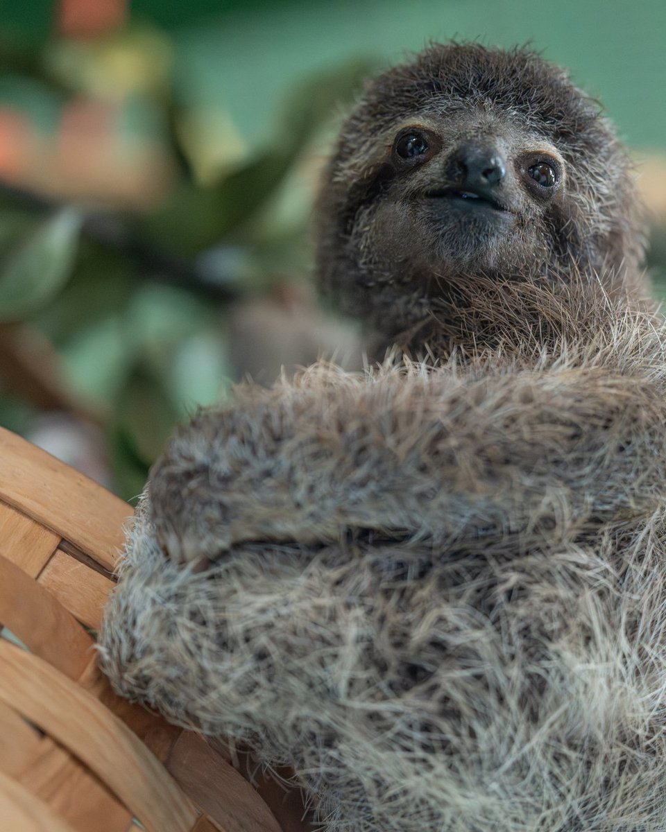 This baby 3F sloth currently in our nursery, is looking for someone to be his date this Valentine's Day! 🩺 

Visit the link in our bio to adopt George! 💘 

#ValentinesDay #Adoption #BabySloth #SaveSloths #SlothConservation #BornToBeWild #TheSlothInstitute #CostaRica