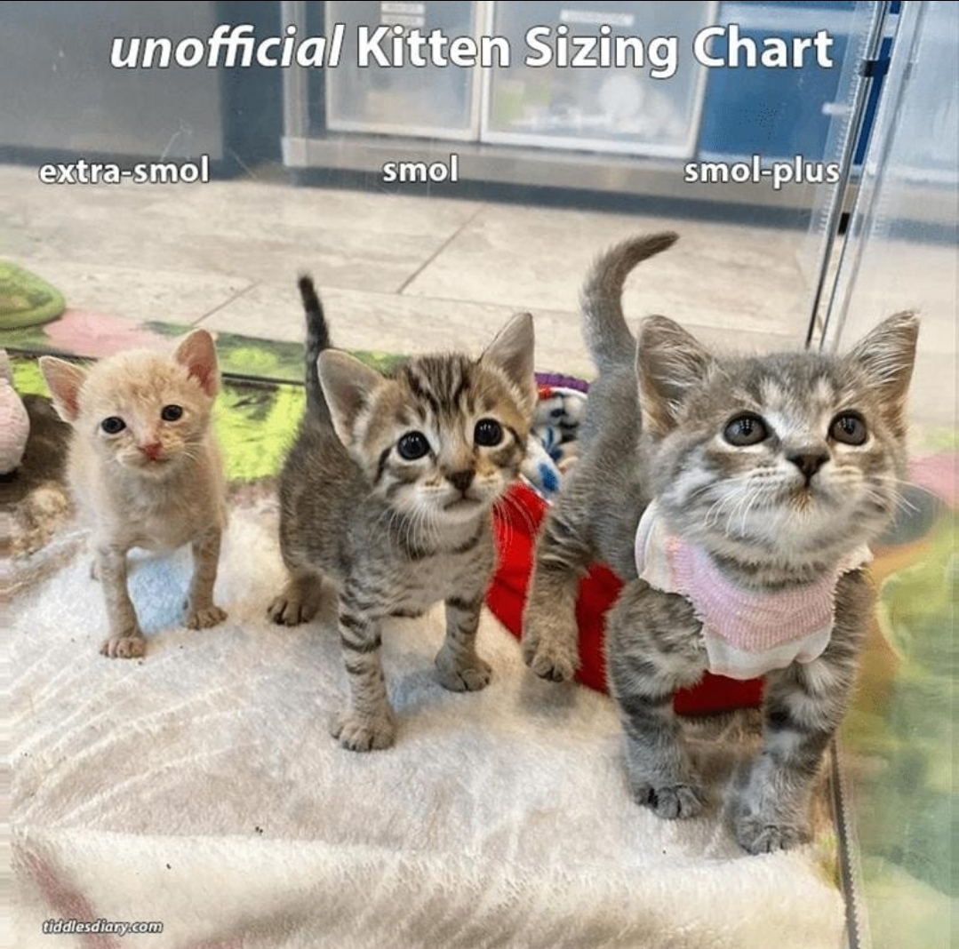 Catsillyness's tweet photo. kitty chart https://t.co/07FOScSS6W