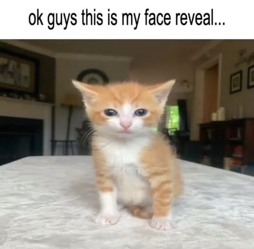 PunchingCat's tweet image. 