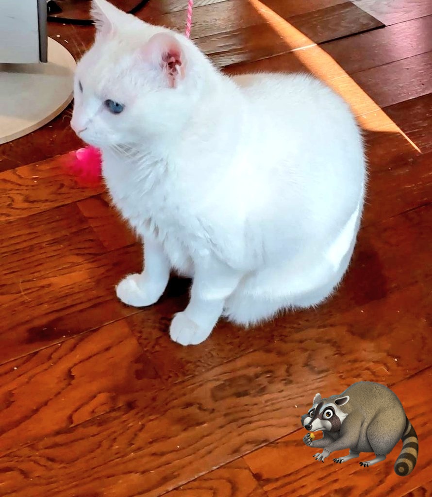 今日は２つ目の職場の後輩が
新たな職場(といっても約１年)
に遊びに来てくれます～😆

<嬉しいニャン☆>
　#白猫