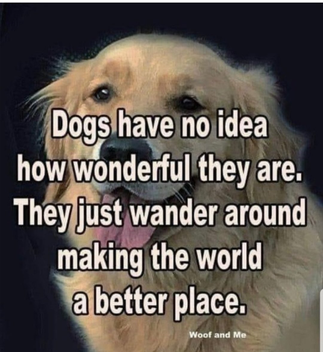 realTallMidget's tweet photo. @old_soviet Happy birthday to your sweet girl! 
❤️🐶🎉🎂 https://t.co/dxImg3V9sq