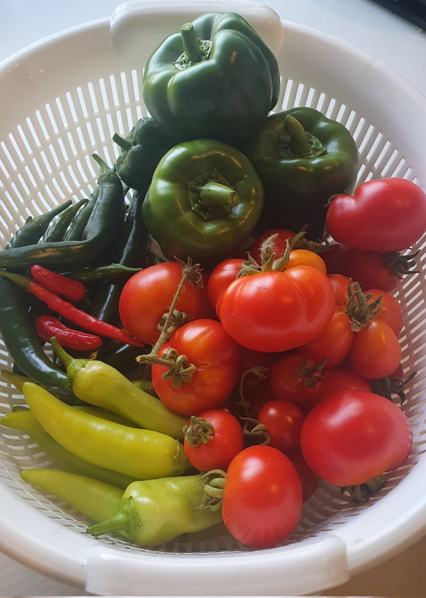 Probe_SC2's tweet photo. Bountiful harvest from the garden today. 

The chillies are too spicy though. What can I make with them?
(There is another hundred still to harvest) https://t.co/FxlaxBcgfj