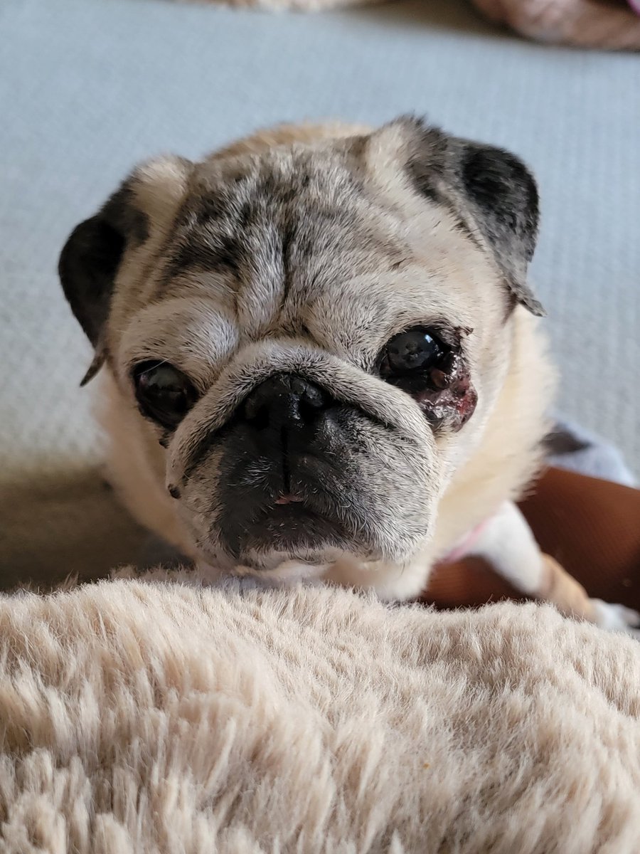ママのベッドで一緒に寝てるおパグ様、今朝は7時半過ぎにキュンキュン