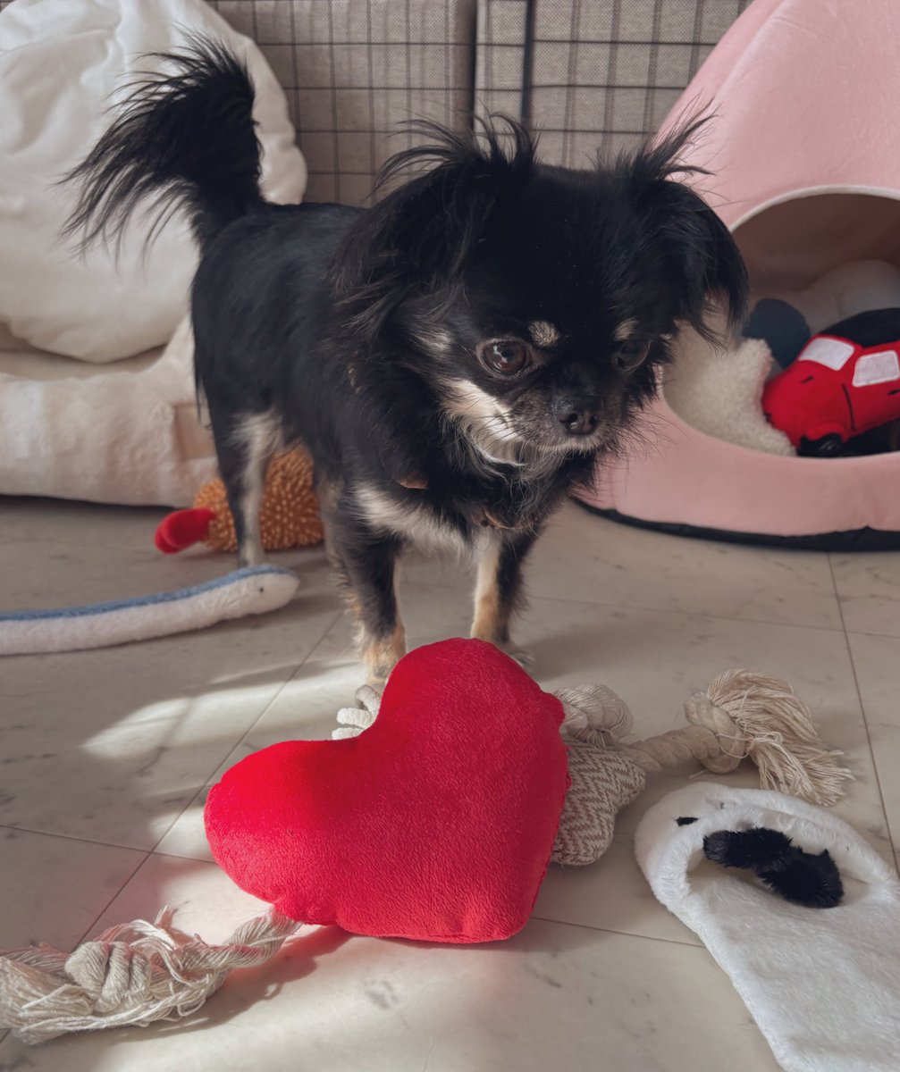 うちの犬ちゃん(ちわわ) (@chikuwa__chan) / Posts / X