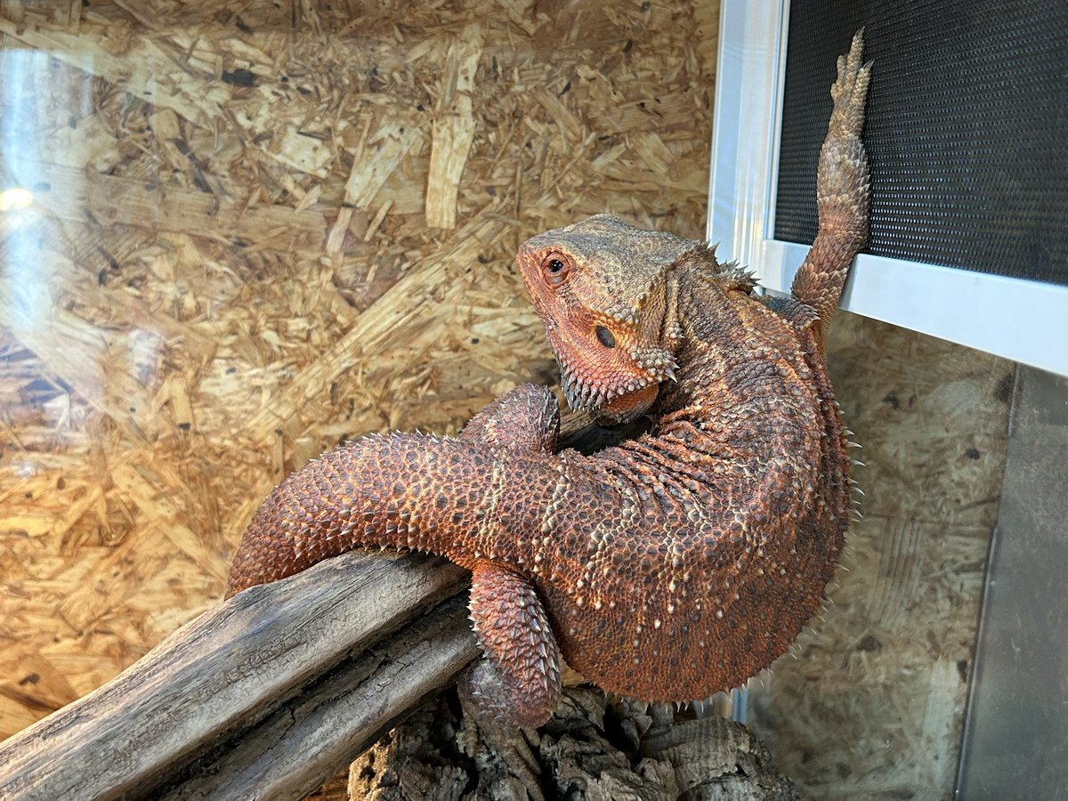 Quanta_Rep's tweet image. 今朝のオリンピックスノーボードに影響されてトゥイーク決めるフトアゴ。
#フトアゴヒゲトカゲ