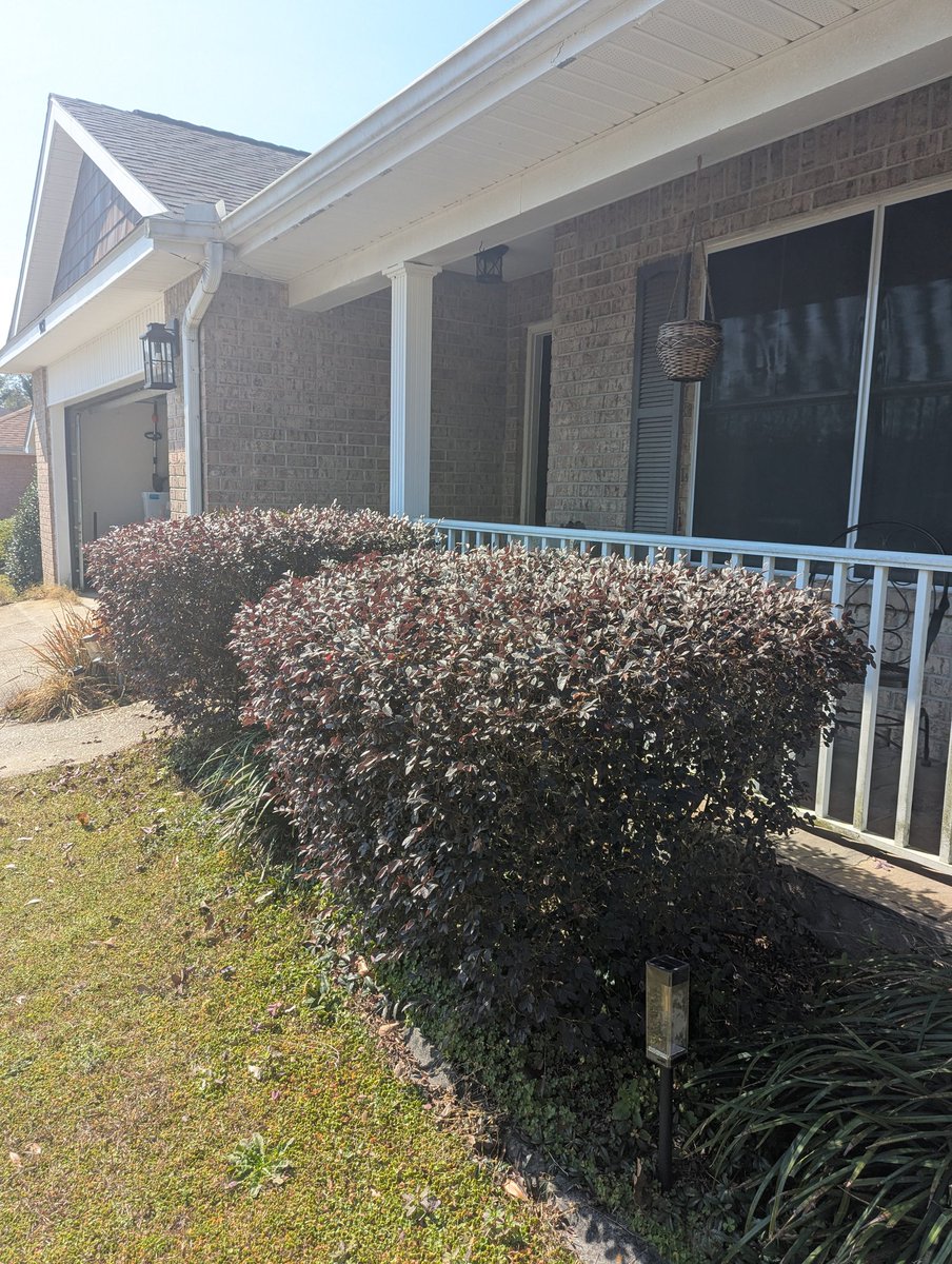 I have an 11 year old grandson who is autistic.  Yesterday he trimmed the hedges with a pair of scissors.
And a damn fine job he did.