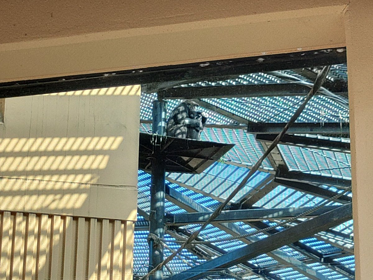 趣味で何者かになろうとした私。 それをやめた私。 でも、極めてやろう