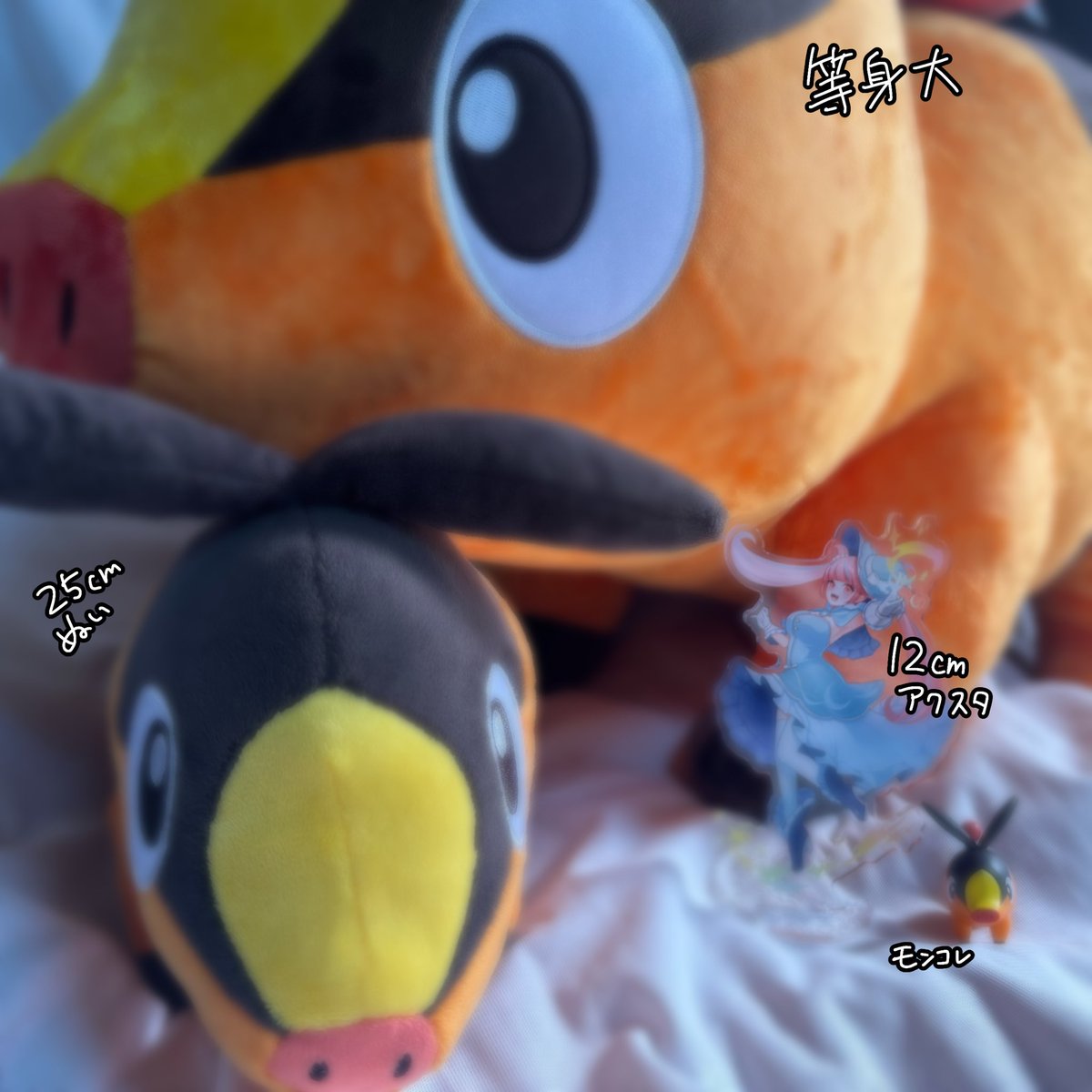 本物のポカブが我が家にやって来ました…！✨️