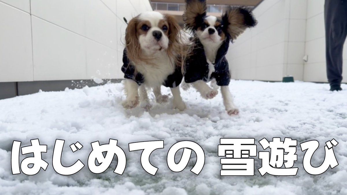 CavalierRucchan's tweet photo. 【YouTube更新】

お迎えした子犬がはじめての雪遊び⛄️
いつもと違う環境に大はしゃぎする兄妹が可愛すぎた🐶🐶

#子犬お迎え #子犬 #キャバリア #キャバリアるっちゃん #犬好きさんと繋がりたい #犬のいる暮らし

↓【🐶YouTube遊びにきてね🐶】↓
https://t.co/QoUKCXpv1O https://t.co/xdwS8Tr13L