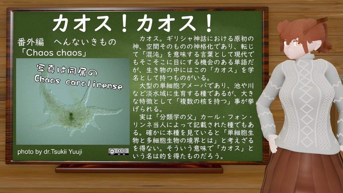 #コタンコロの絶滅危惧種を知ろう

今日の紹介は #番外編
へんないきもの「Chaos chaos」
カオス！カオス！
混沌を意味する「カオス」を学名に持つ単細胞アメーバが存在するのを知っているだろうか
単細胞でありながら「複数の核」を持つという、名前の通り面白い生き物なのだ

#おはようVtuber︎