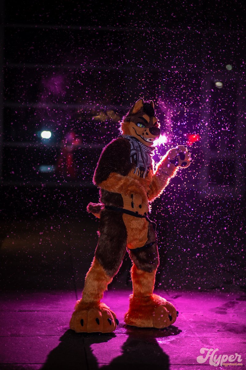 Sleepy K9 @ LOST IN THE USA ? tweet media