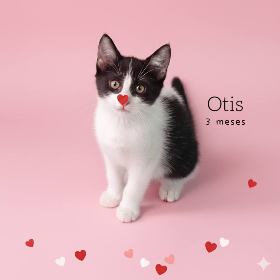 Este 14 de febrero, deja que el amor verdadero llegue a tu vida en forma de ronroneos! No busques un 'crush', busca un compañero para toda la vida. Ven y enamórate de uno de nuestros pequeños! #Petco #Tampico de 3-7pm 🐱✨