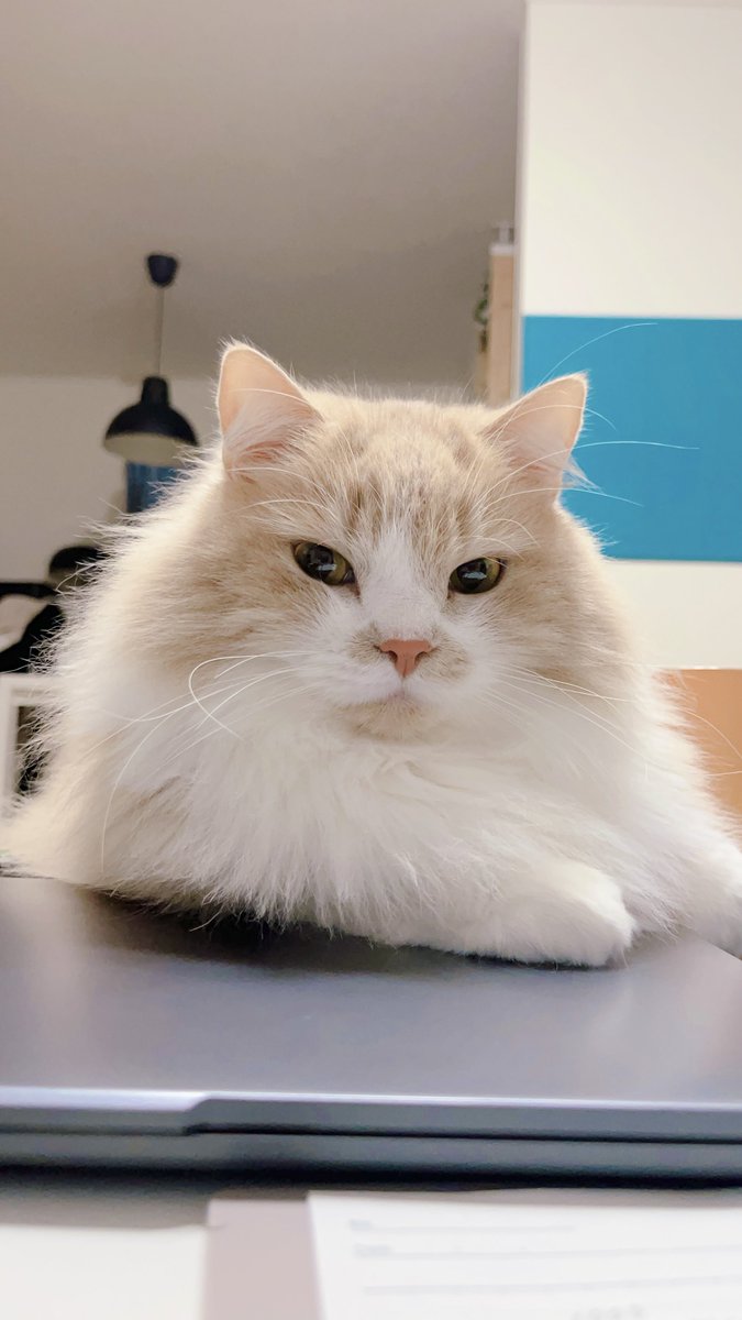 mog (@mogmogmog312) / Posts / X