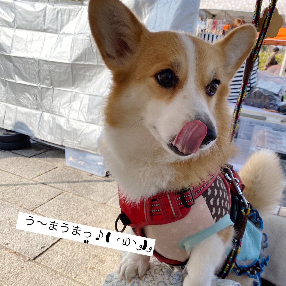 おはようございます☀️あすみです🐾
はっよー(ﾉ˶>ᗜ​<˵)ﾉぶいやで✌️

今日と明日、10時〜15時30分まで、深北緑地公園にて #ラブペットフェスタ に出店しています🎶
今日は、ドッグランの前！

お天気もいいので、遊びに来てくださいね(* ᴗ͈ˬᴗ͈)”

🐶うまうま、買ってもらおー☝️Byぶいやで