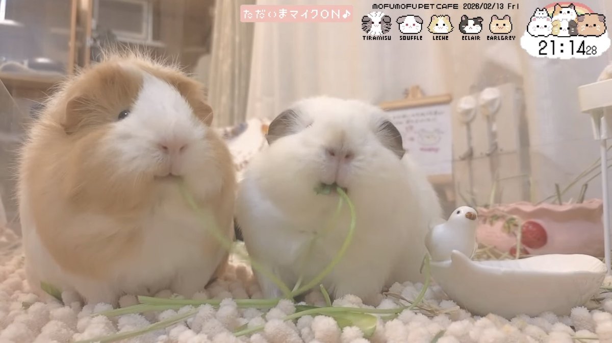 #もふもふペットcafe 
様の配信から、オヤツタイム中のれーちぇちゃんとすふれちゃん📸🦁⚪️

素晴らしい丸さ可愛さ🤭💕
特にこの角度のれーちぇちゃん球体なのでは🥹✨

#モルモット #guineapig