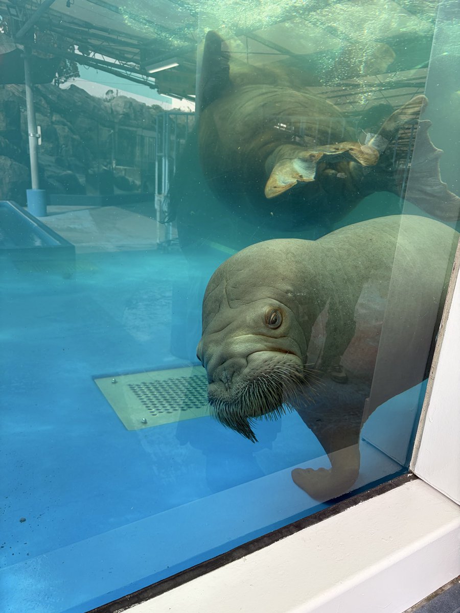 EmickTak's tweet photo. 平日はいいぞ！
（偉大なラコスキーさんより拝借🙇🏻‍♀️）
#鳥羽水族館 https://t.co/THEz0szsD8